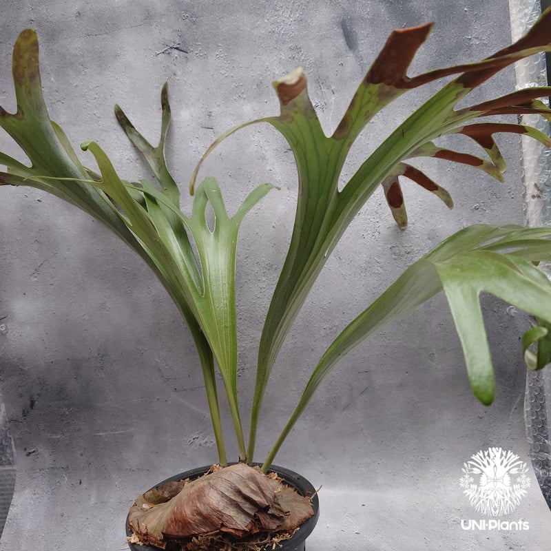 Platycerium alcicorne var.Madagascar ビカクシダ アルシコ