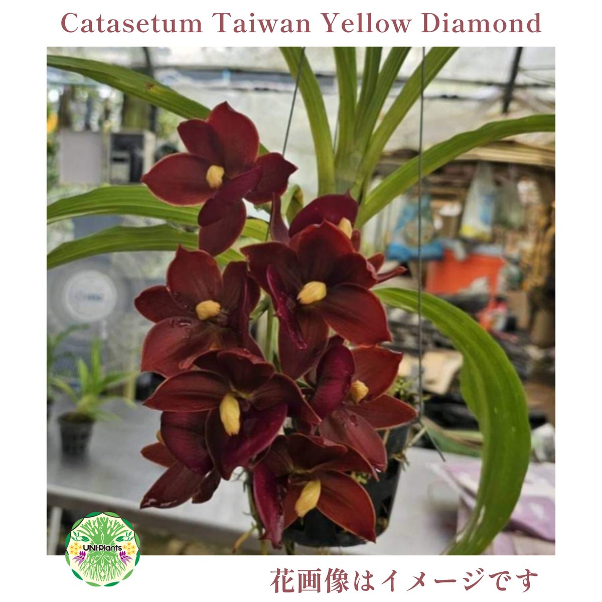 SVO 実生 イエロー系 タケノコ蘭 カタセタム Clowesetum Clowesetum