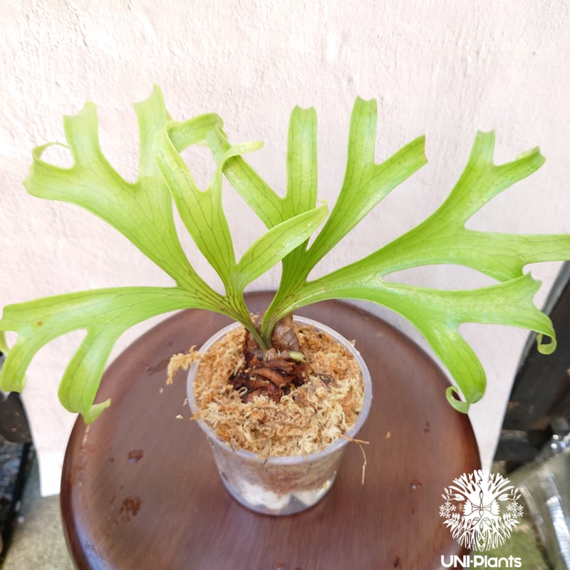 ビカクシダ コロナリウム Platycerium coronarium コウモリラン ビカク