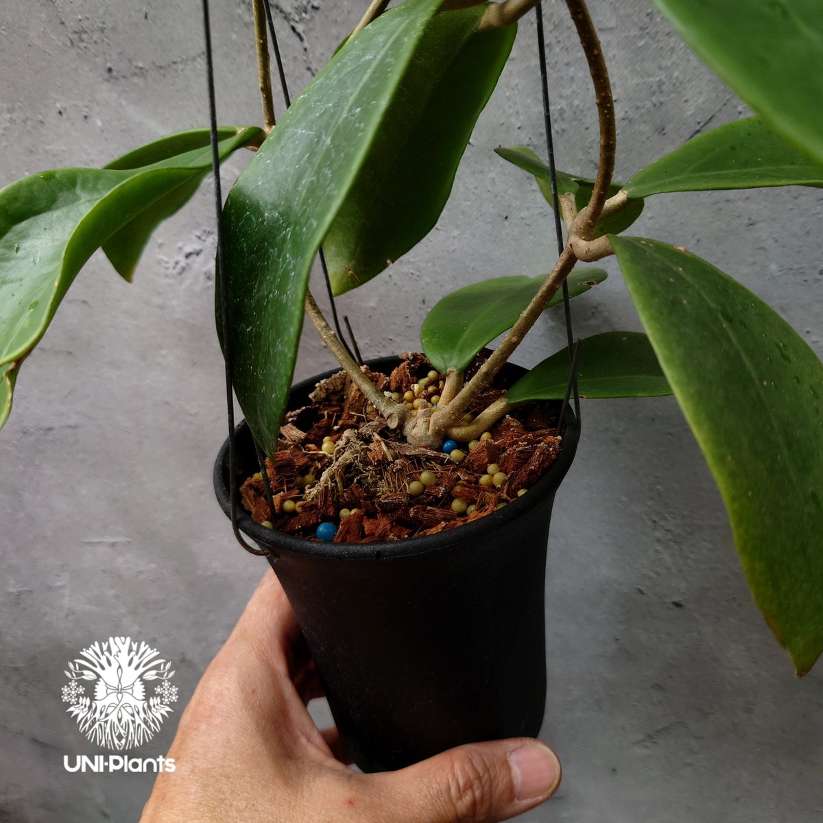 ホヤ　ミンドレンシス 植物販売】兵庫県宝塚市㈱陽春園植物場ネット販売 ホヤ