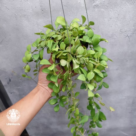 【タイ直輸入】ホヤ ヘウスケリアナ ピンク｜珍品・着生植物・つる性植物｜Hoya Heuschkeliana pink