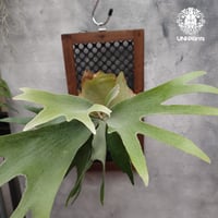 ビカクシダ 不明（親株） 謎のビカクシダ」こそ園芸としての趣が深いのかも。