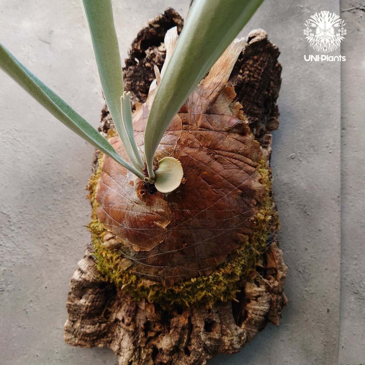 ビカクシダ レモイネイ Platycerium veitchii 'Lemoine' コウモリ ビカクシダ レモイネイ Platycerium veitchii 'Lemoine' コウモリ