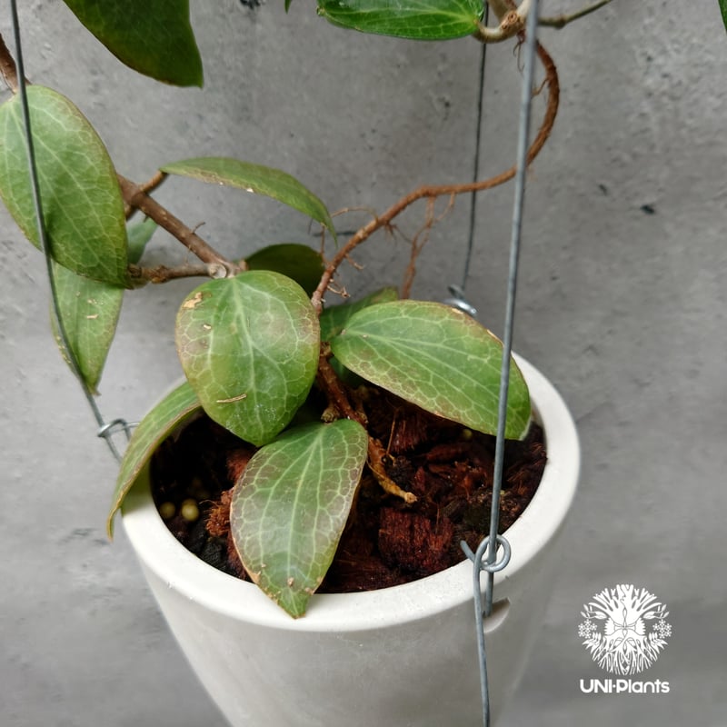 Hoya Fitchii orange flower (short leaves) ホヤフィッ