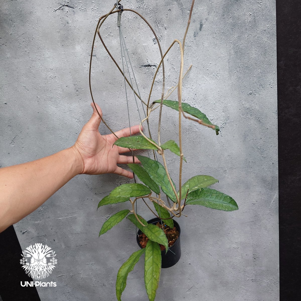 Hoya Aceh (NAP 01) ホヤ 希少 ホヤ植物 ホヤの花 珍しい 希少なホヤ