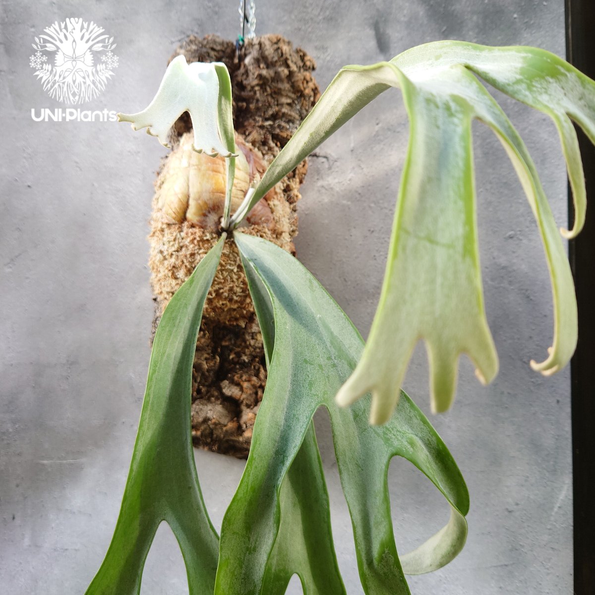 ビカクシダ 希少種　P.Pewchan(pup spore) ビカクシダ 希少種 P.Pewchan(pup spore) 【公式通販】