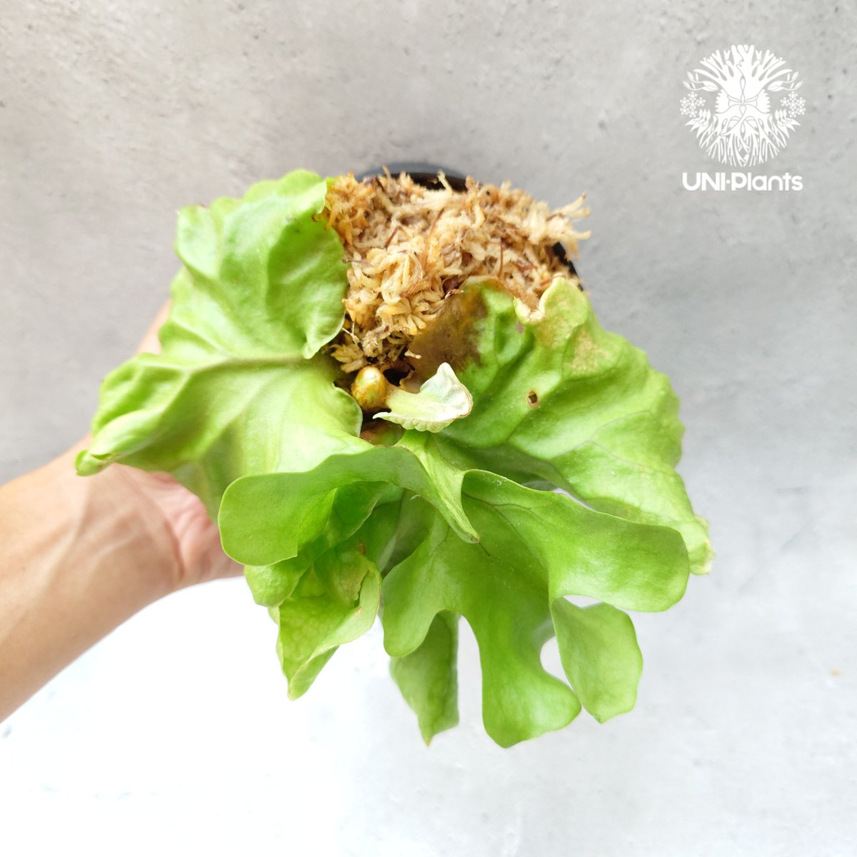 ビカクシダ リドレイ ドワーフ Platycerium ridleyi Dwarf コウモリ