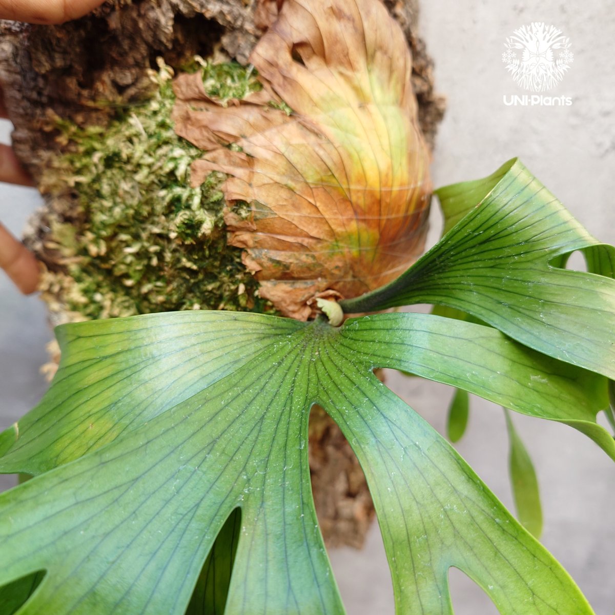 コロナリウム 板付 大株 Platycerium coronarium 