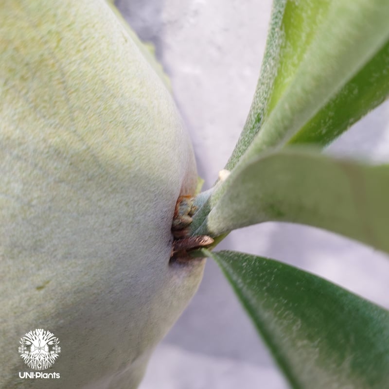 ビカクシダ アルシコルネ Platycerium alcicorne ビカクシダ原種 シダ