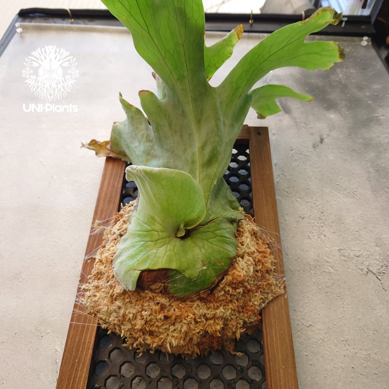 ビカクシダ グランデ Platycerium grande コウモリラン ビカクシダ グランデ Platycerium grande コウモリラン
