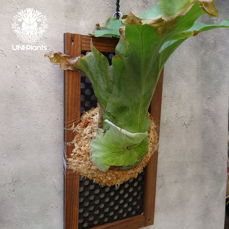 ビカクシダ グランデ Platycerium grande コウモリラン ビカクシダ原種