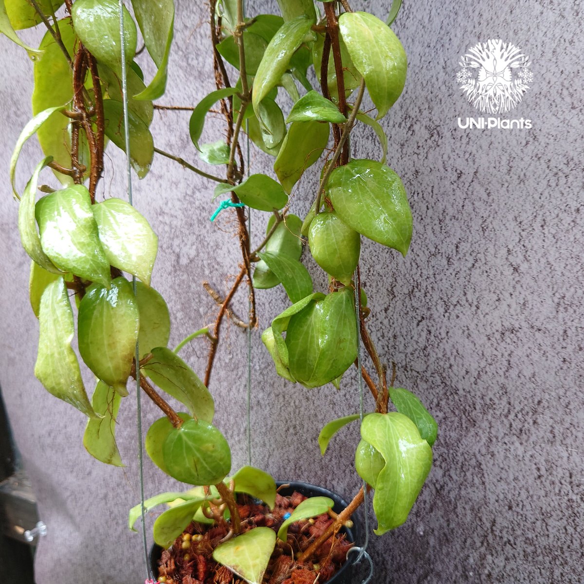 ホヤ　フンギー大株 ホヤ フンギー ・ Hoya fungii ＊ 花座付