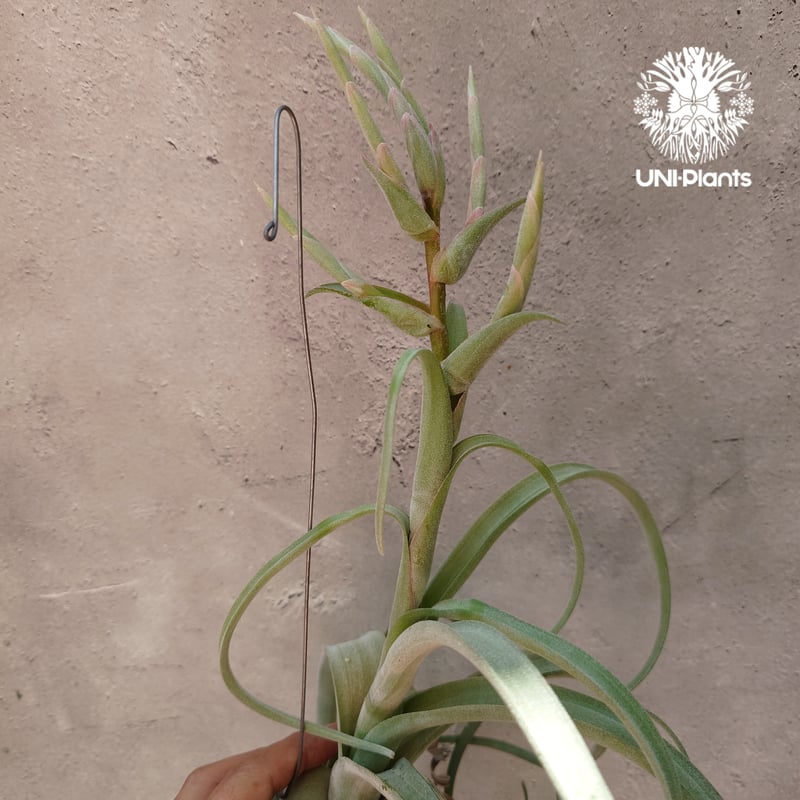 Tillandsia Curly slim チランジア カーリースリム Hybrid-Till