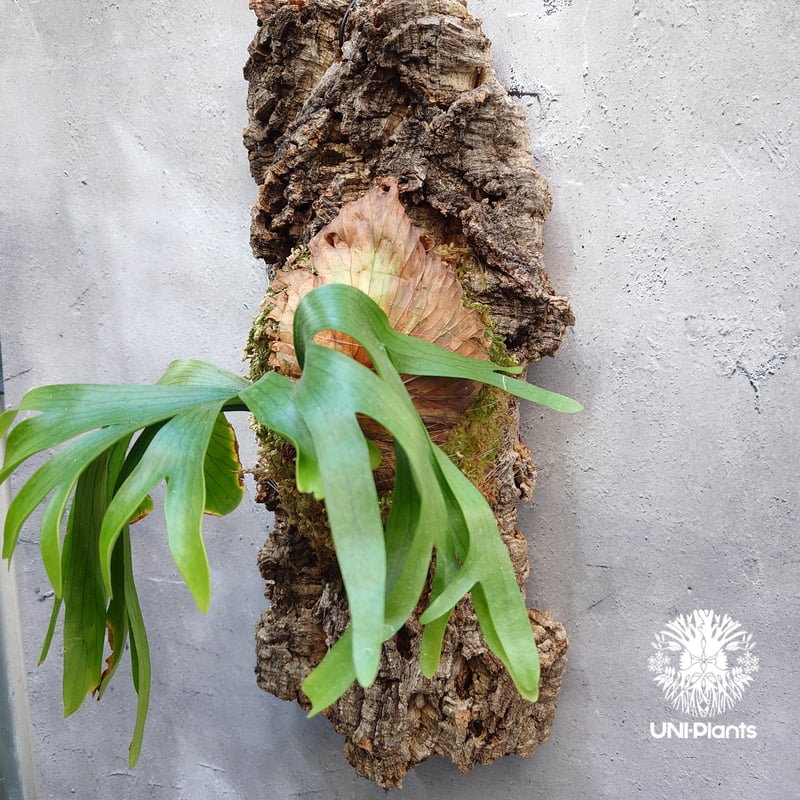 Platycerium coronarium 