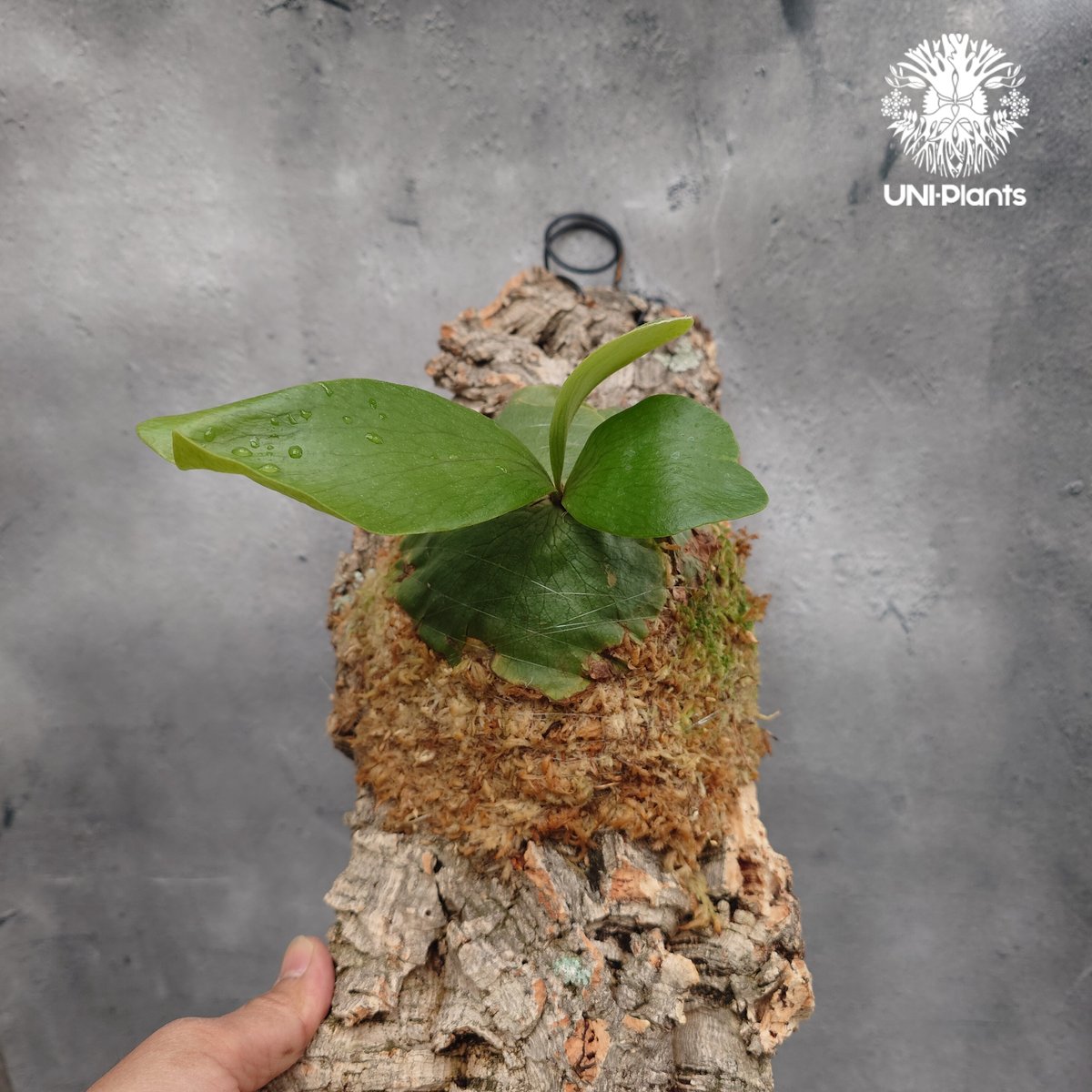 Platycerium hillii×wandae ビカクシダ ヒリー×ワンダエ コウモリラン