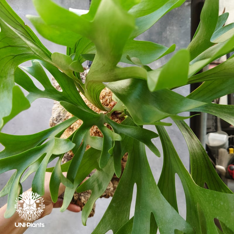 ビカクシダ キッチャクード Platycerium mt.kitshakood コウモリ ビカクシダ キッチャクード Platycerium mt.kitshakood コウモリ