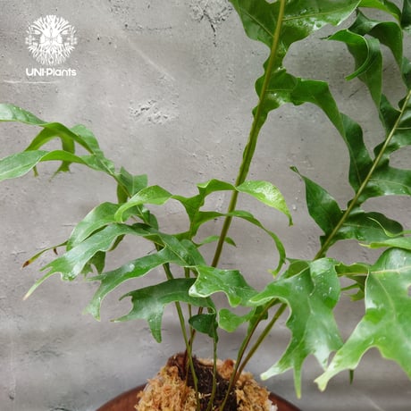 初入荷! Drynaria bonii wild ドリナリア·ボニー タイ産山採り株 観葉植物 珍奇植物  着生植物 インテリア植物 珍しい シダ植物