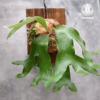 ビカクシダ　3点セット fit=scale-down,w=1200