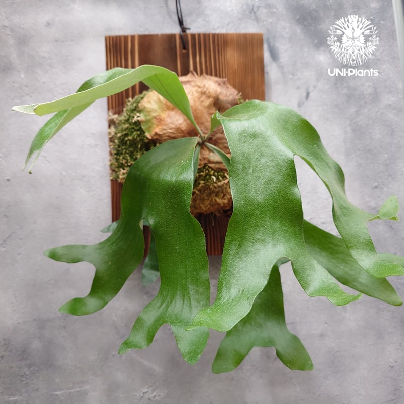 ビカクシダ アルテミス Platycerium Artemis (Alcicorne x Qu