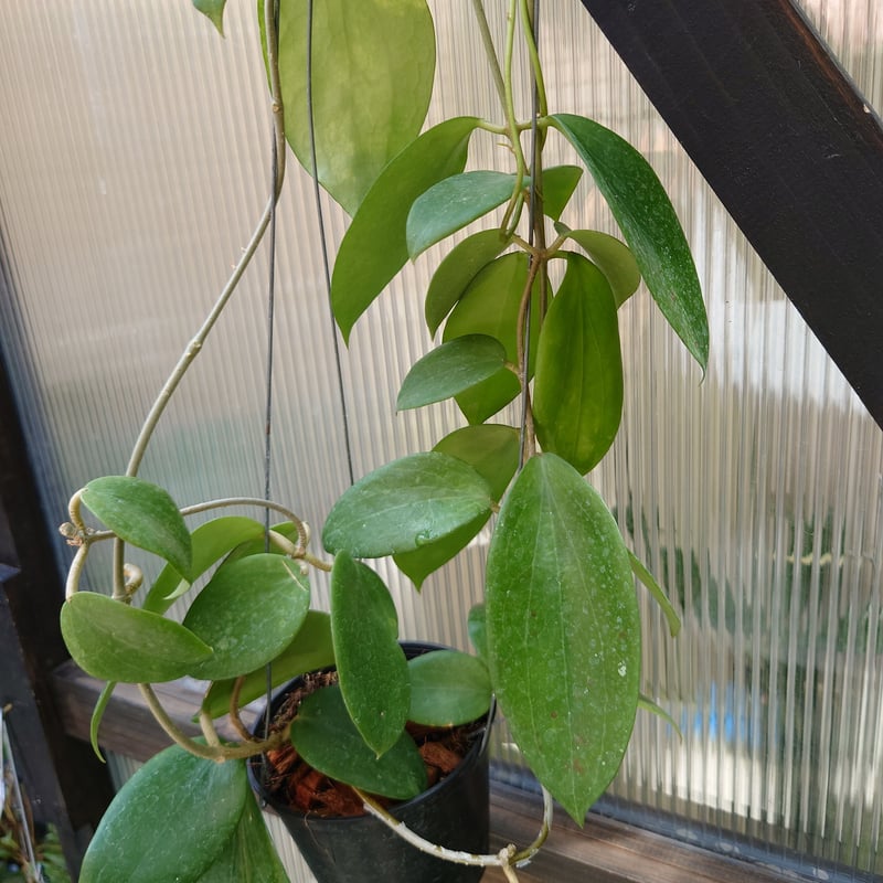 ホヤ アルドリッチ Hoya aldrichii ホヤ植物 サクララン 植物