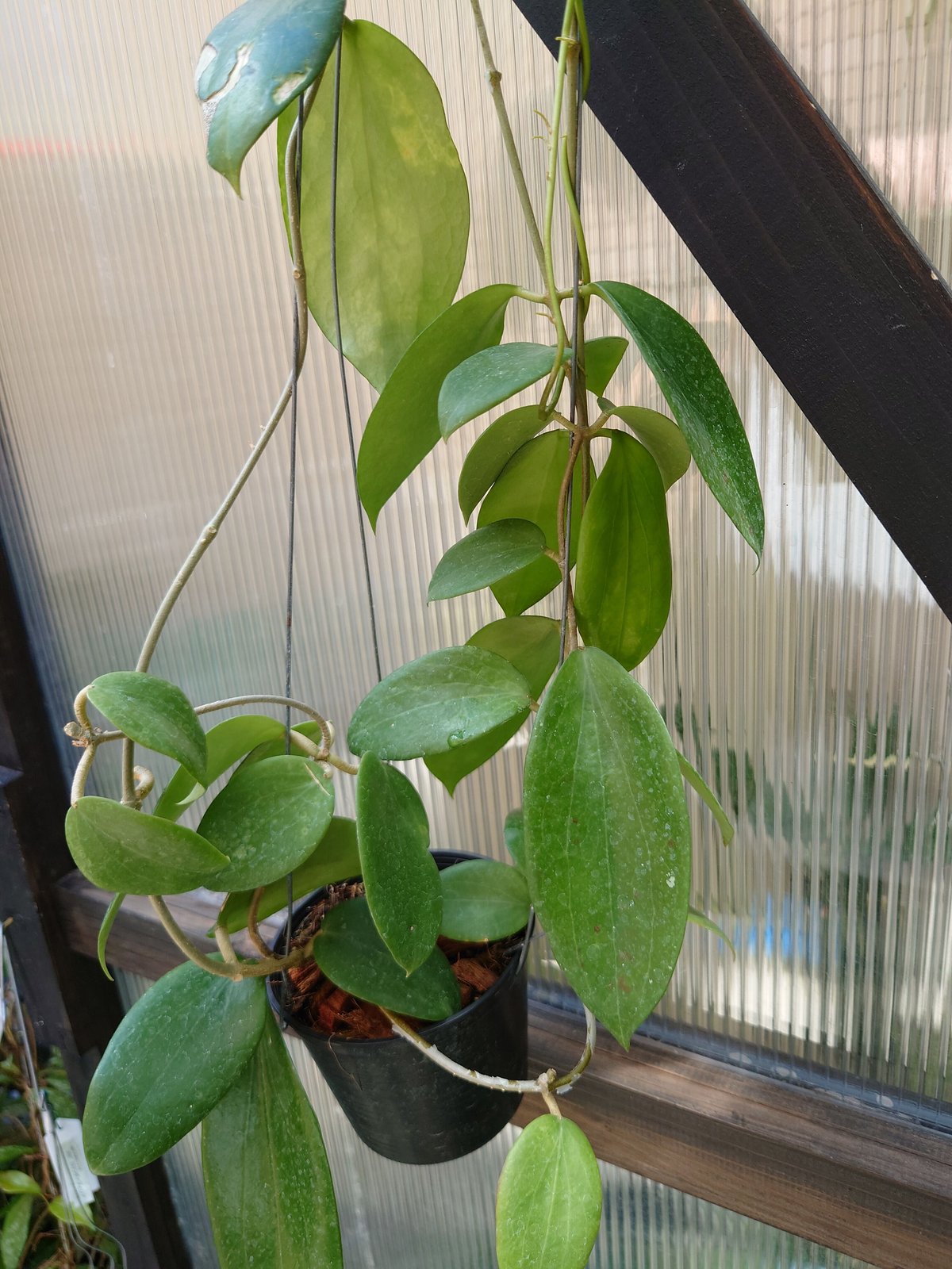 セール　レア　珍種　ホヤ　Hoya chloroleucha サクララン セール レア 珍種 ホヤ Hoya chloroleucha サクララン - メルカリ
