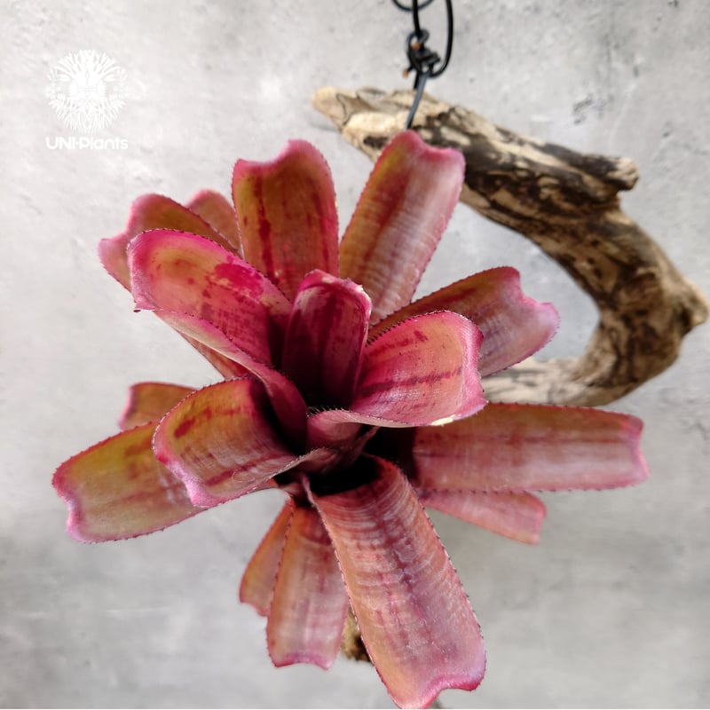 エクメア ヌディカウリス 子株付き エクメア・ヌディカウリス・クシィアヴァント Aechmea