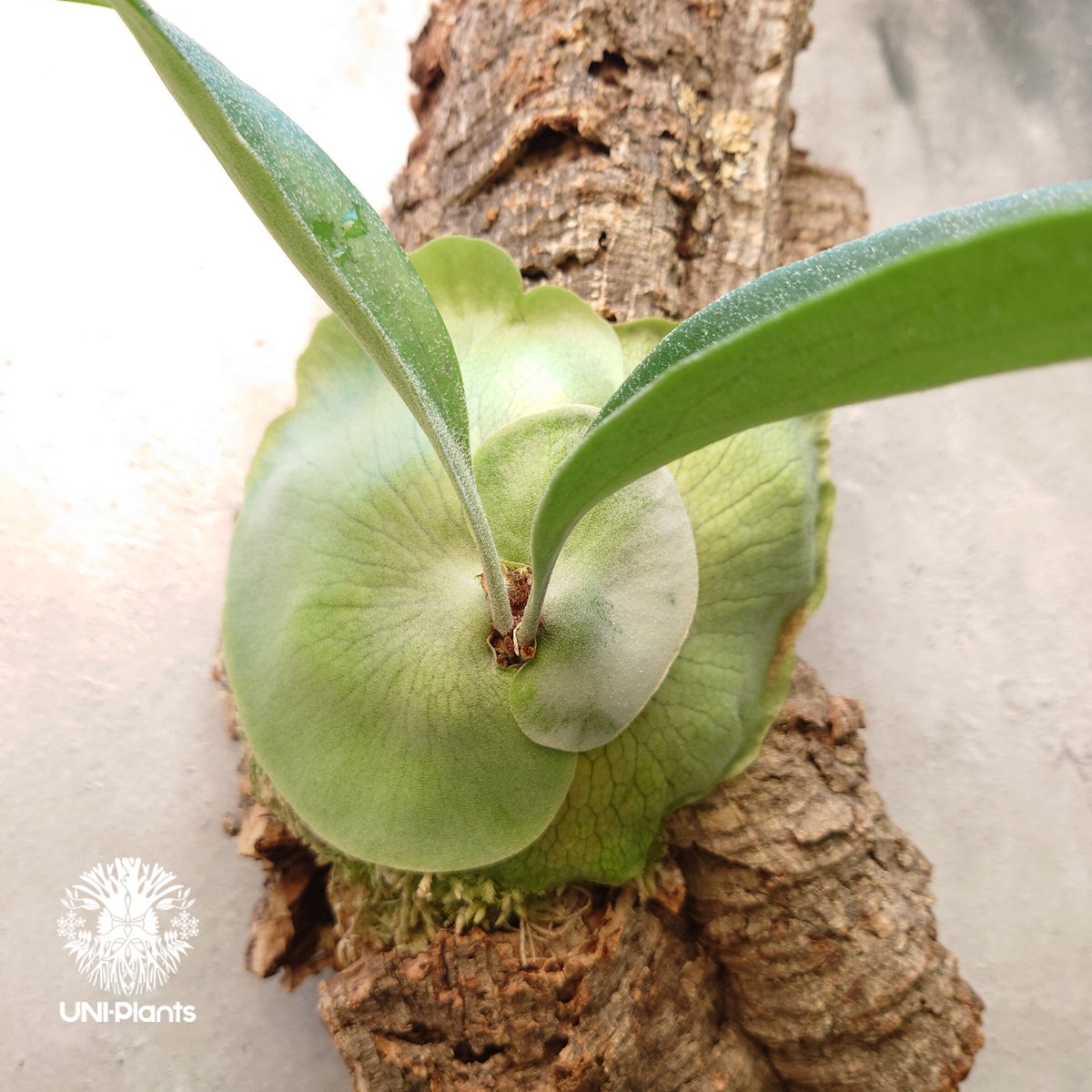 ビカクシダ ヒリー Platycerium hillii コウモリラン ビカクシダ原種