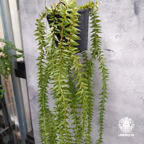 Huperzia spp. フペルジア  Phlegmariurus (フレグマリウルス)観葉植物 珍奇植物 植物 着生植物 インテリア植物 珍しい シダ植物