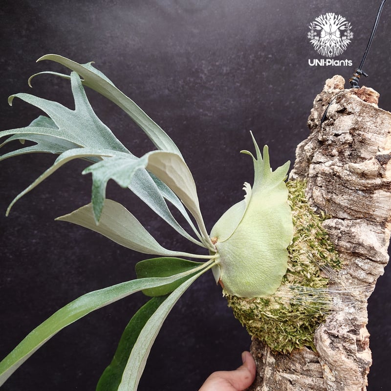 Platycerium Rydeen ビカクシダ ライディーン ビカクシダ Platyceri