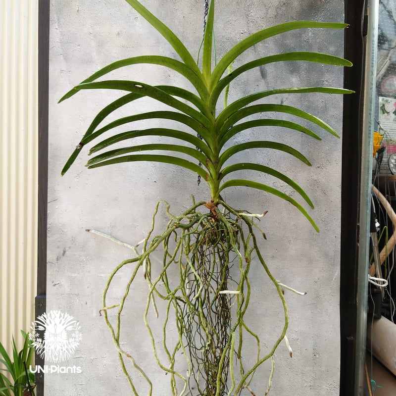 開花間近 バンダ 洋蘭 Vanda orchid 大株 ラン 蘭 花が綺麗な洋