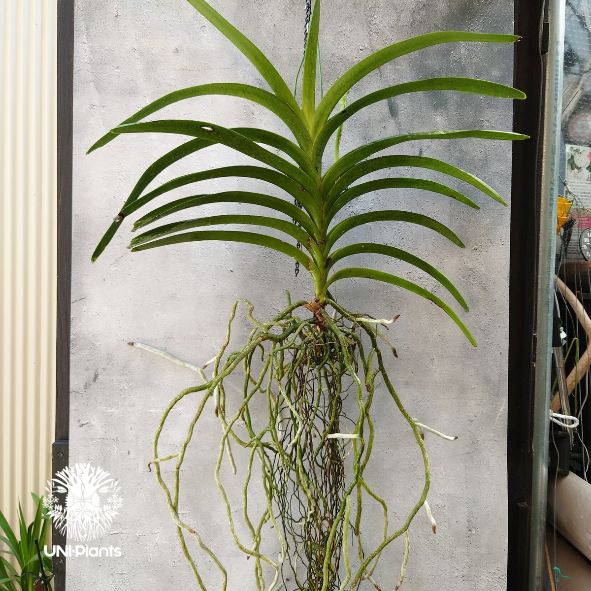 開花間近 バンダ 洋蘭 Vanda orchid 大株 ラン 蘭 花が綺麗な洋ラン