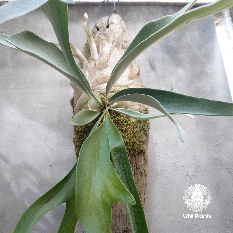 ビカクシダ ベイチー(子株) Platycerium veitchii(pup) コウモリ