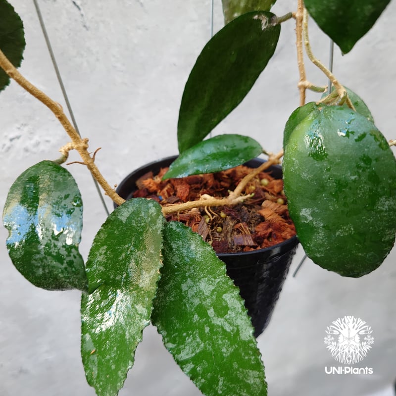 Hoya Caudata ホヤ カウダータ ホヤ植物 珍奇 珍しい 希少 レア つる性