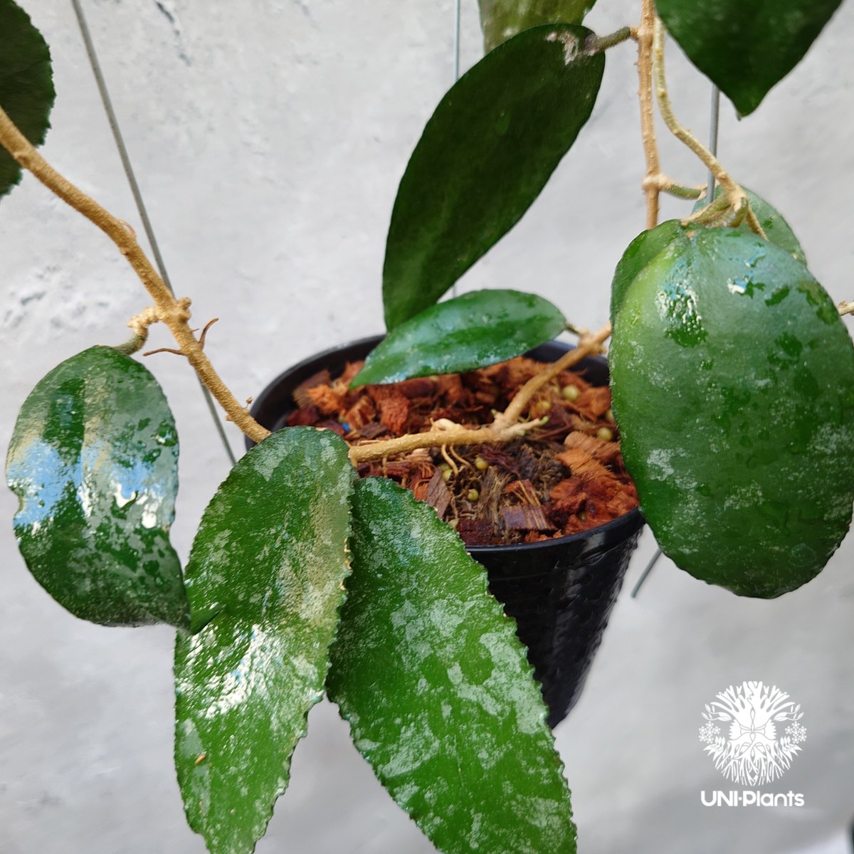 Hoya Caudata ホヤ カウダータ ホヤ植物 珍奇 珍しい 希少 レア つる性