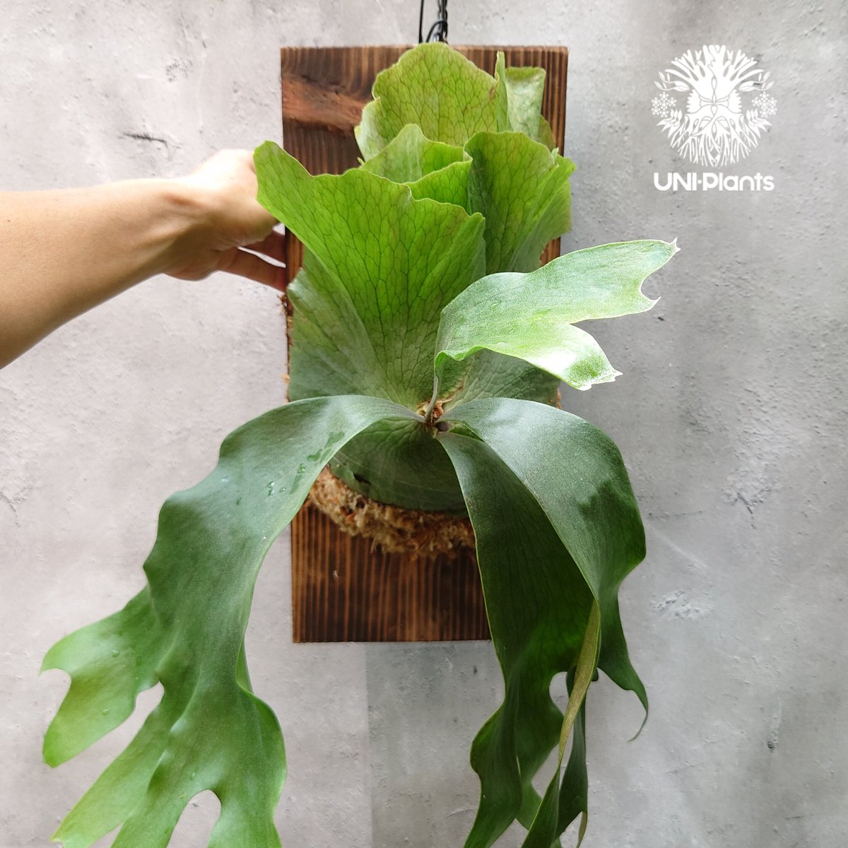 P. Kwan【ビカクシダ　ヒリー　クワン】 未使用】P.Kwan ヒリー ビカクシダ コウモリランの落札情報詳細