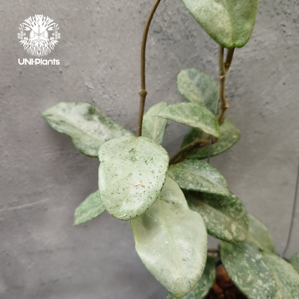Hoya Carnosa Nova Ghost ホヤ カルノーサ ノバ ゴースト ホヤ