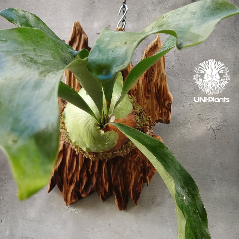 ビカクシダ　ヒリー　コウモリラン 園芸ネット本店｜ビカクシダ（コウモリラン）：ヒリー タートック 5号