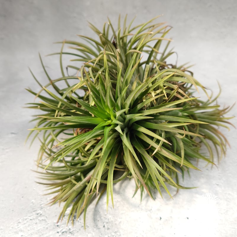 Tillandsia Ionantha (M) チランジア・イオナンタ Tillandsia