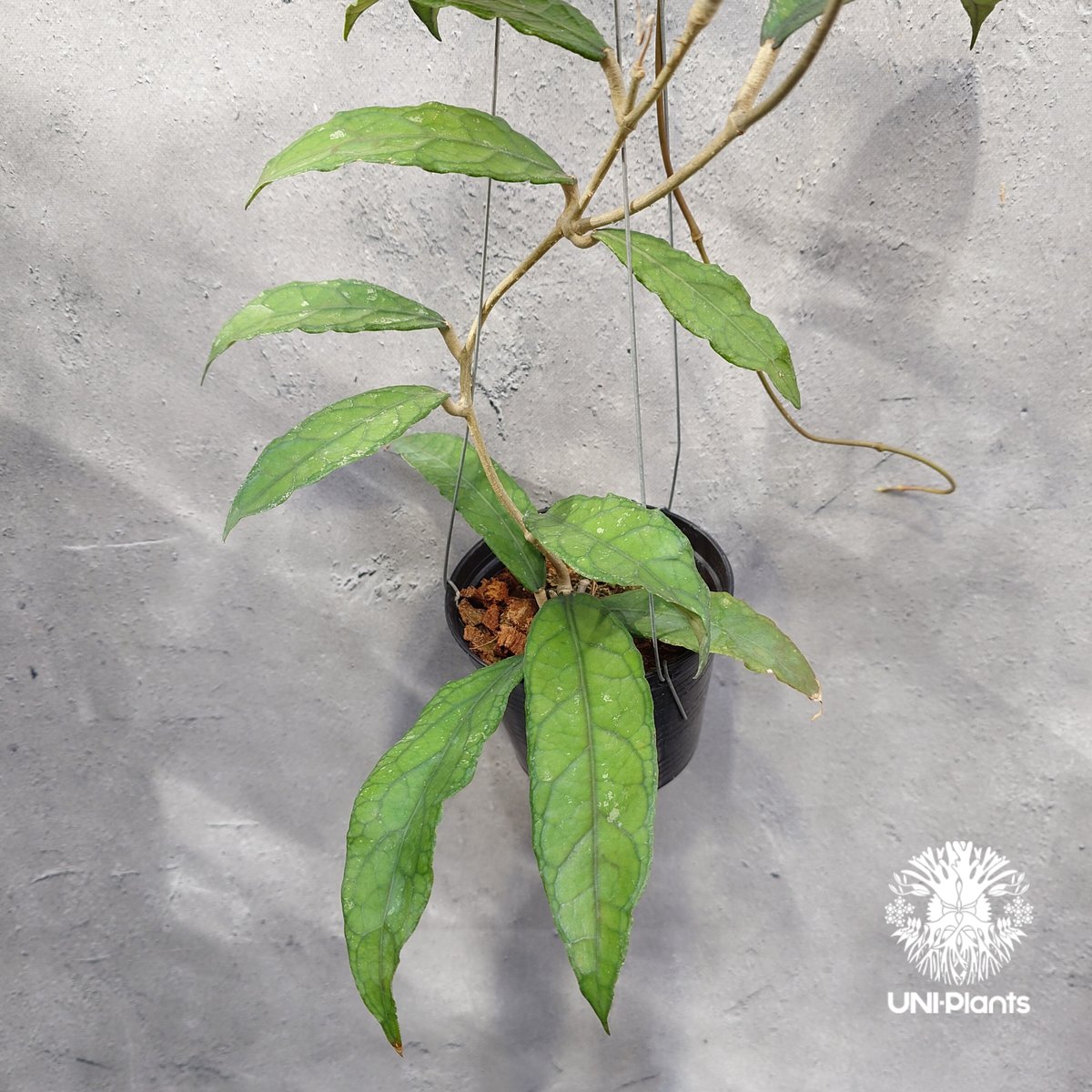 Hoya Aceh (NAP 01) ホヤ 希少 ホヤ植物 ホヤの花 珍しい 希少なホヤ