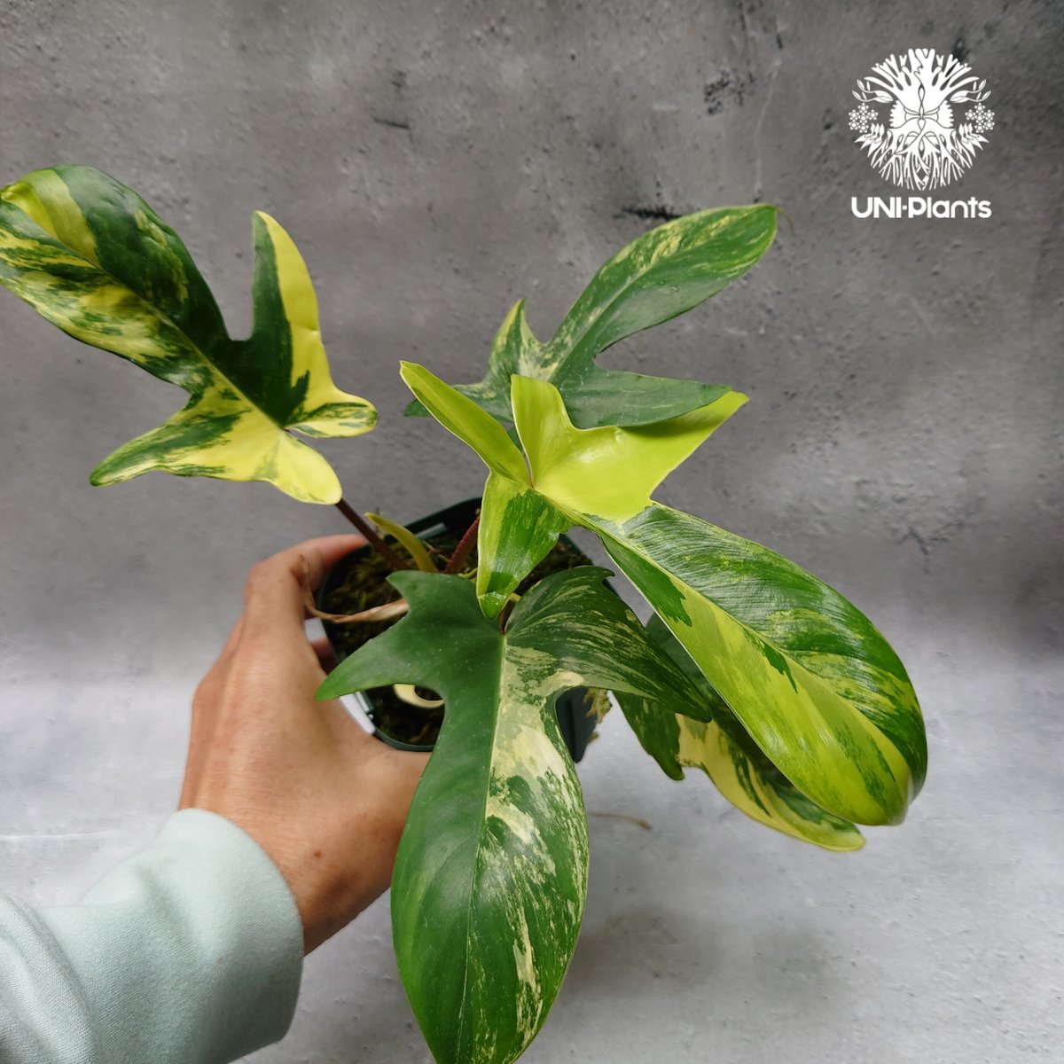 Philodendron Florida beauty variegated フィロデンドロ