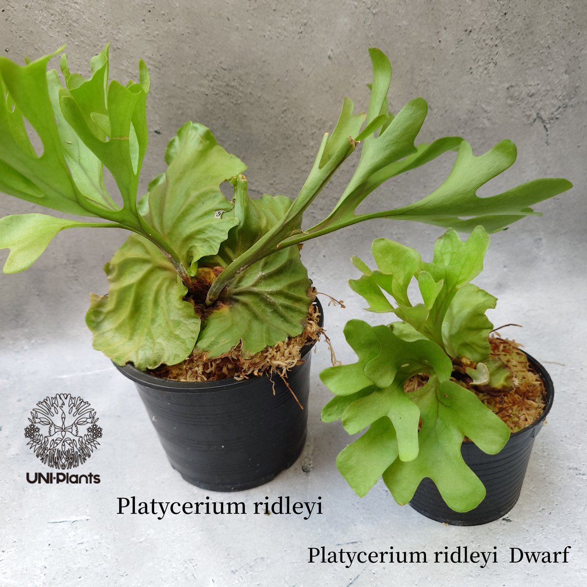 P.ridleyi thin frond @bikamori.com ビカクシダ リドレイ