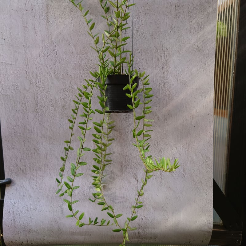 ホヤ エングレリアナ Hoya engleriana ホヤ植物 植物 珍奇植物