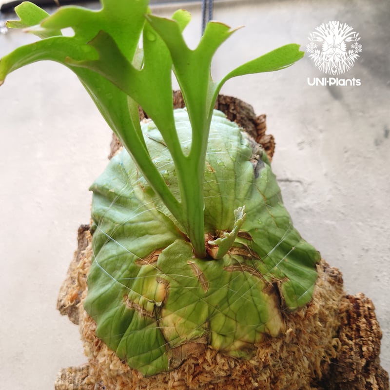 ビカクシダ リドレイ Platycerium ridleyi コウモリラン