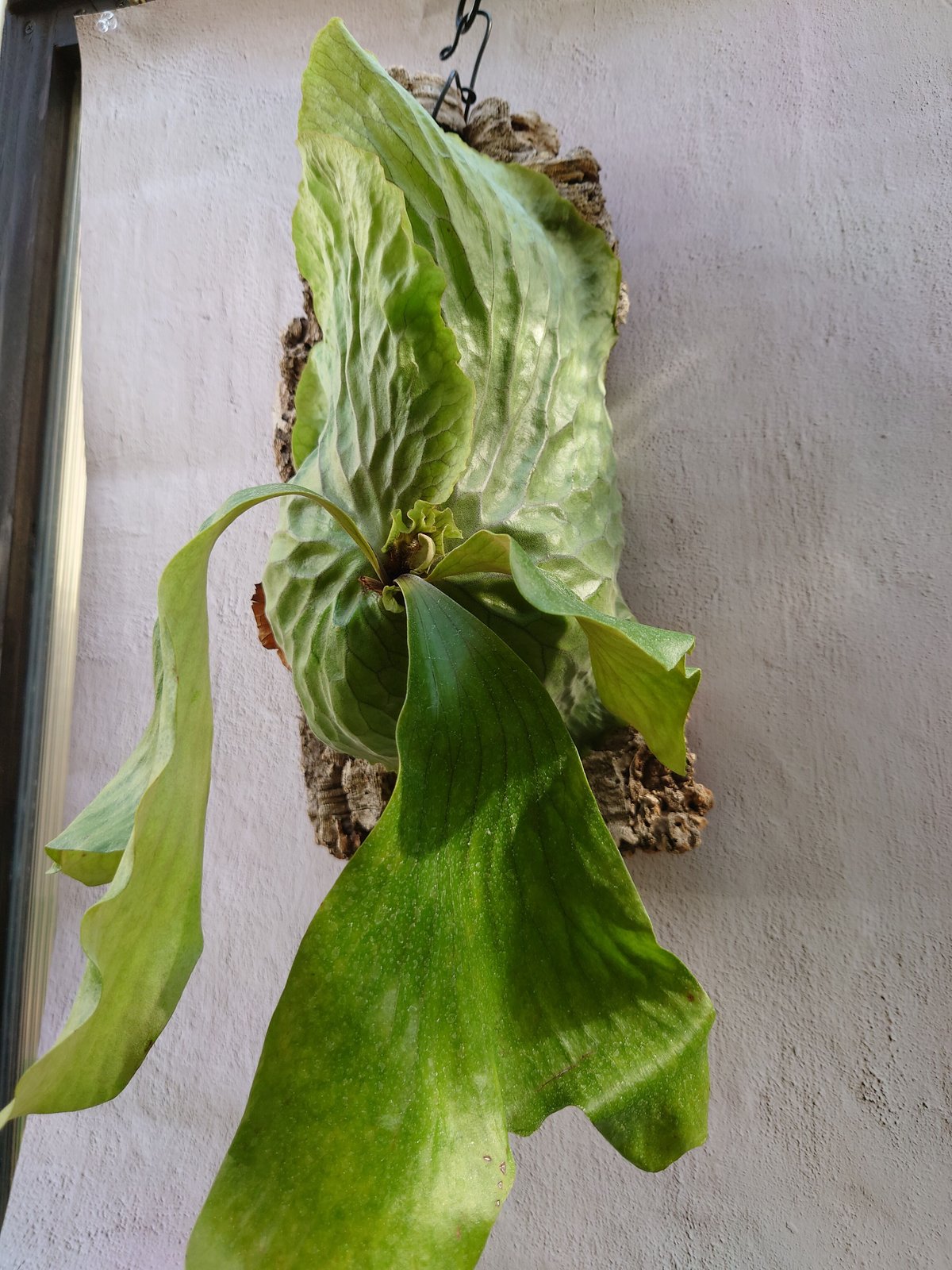 ビカクシダ エラワン（親株） 700db7b2ce7ef1e6d151ea37138ab8