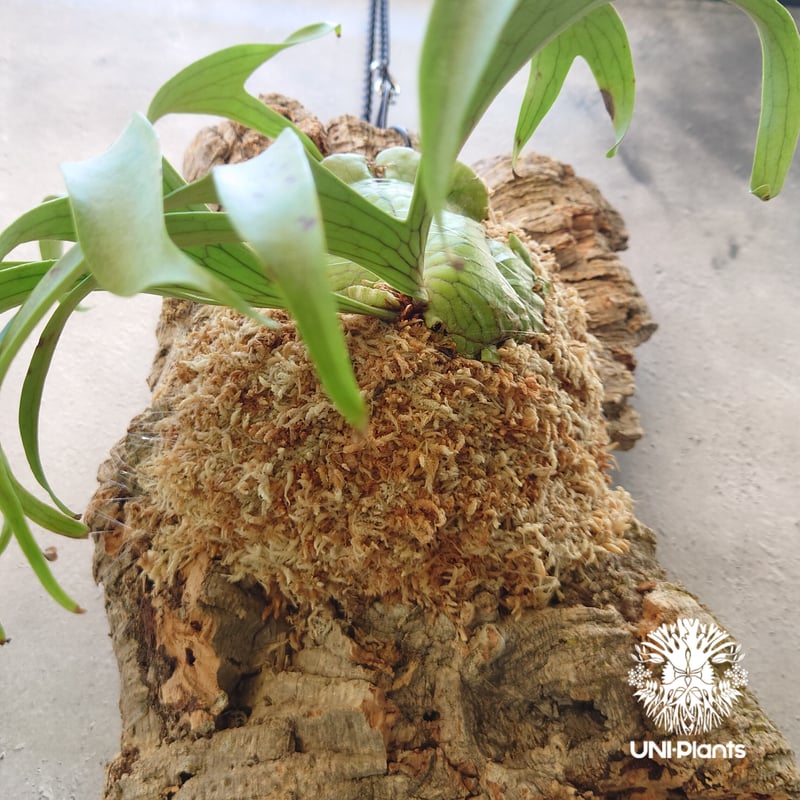 ビカクシダ コロナリウム Platycerium coronarium コウモリラン