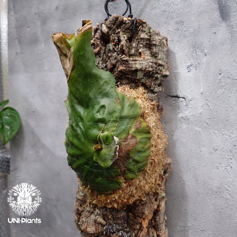 P. grande【ビカクシダ　グランデ】 ビカクシダ グランデ Platycerium grande コウモリラン ビカクシダ原種