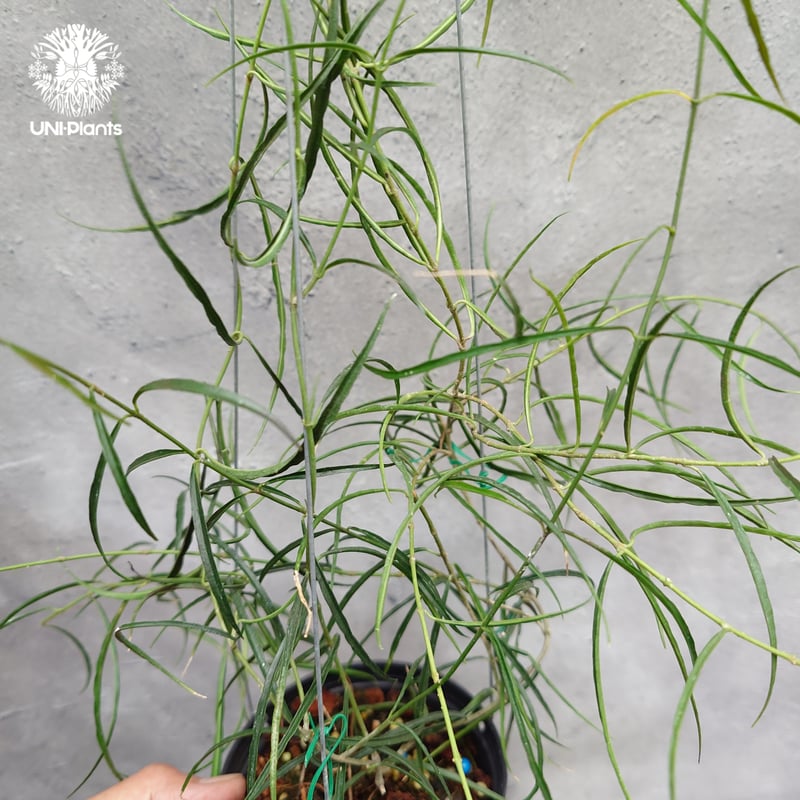 Request order専用ページ No.US-241114-1700 Hoya steno