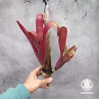 Aechmea hybrid (Red) エクメア ハイブリッド 流木付け タンクブロメリ Aechmea エクメア インテリア植物 着生植物