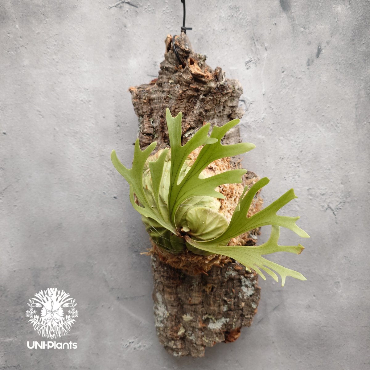 ridleyi pakarang spore コルク付け　パカラン Platycerium ridleyi Pakarang ビカクシダ リドレイ パカラン
