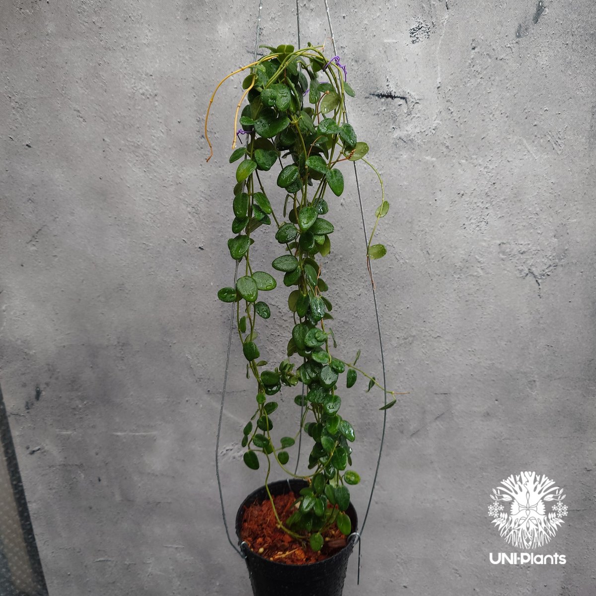 Hoya Pulleana ホヤプレナ ホヤ植物 ホヤの花 Hoya plants 希少 レア